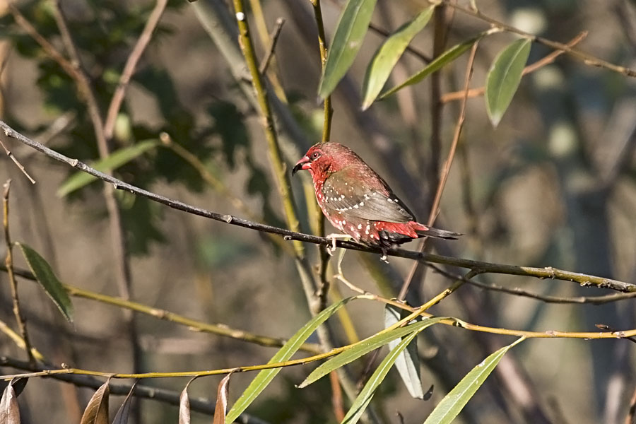 Bengalino ambientato